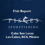 pisces-sport-fishing-cabo-r2