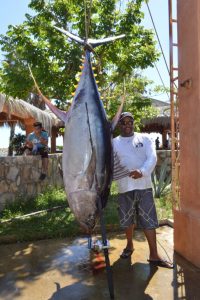 GORDO BANKS PANGAS Fish Report | October 21, 2016 GORDO BANKS PANGAS Fish Report | October 21, 2016