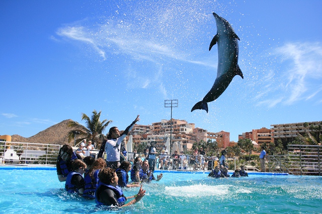 Cabo Dolphins - Swim with Dolphins - Cabo San Lucas, Los Cabos, Mexico