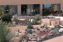 CactiMundo - Mexico