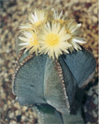 Cacti Mundo - Los Cabos Area