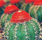 Cacti Mundo - Desert Plants