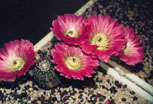Cacti Mundo - Cactus Garden