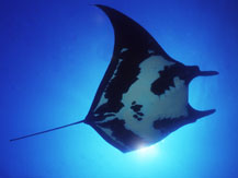 Eagle Divers - Cabo San Lucas
