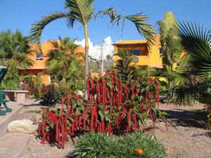 gardens and plants - posada la poza todos santos