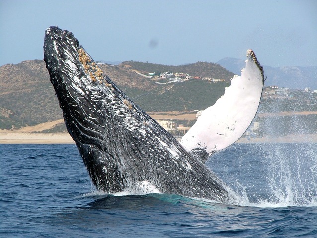 Whale Watching Photo Safari - Cabo San Lucas, Los Cabos, Mexico