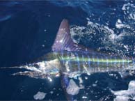 Bad Medicine Sportfishing - Cabo San Lucas, Los Cabos, Mexico