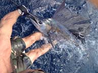 Bad Medicine Sportfishing - Cabo San Lucas, Los Cabos, Mexico