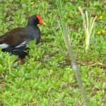 bird