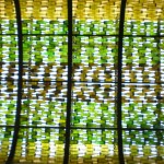 Ramuri Cerveza - Mexican craft beer, downtown Cabo San Lucas.