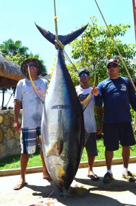 367-lb-Tuna-Gordo-Banks-Pangas