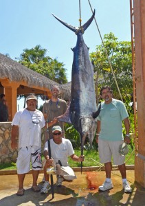 gordobanks-252-black-marlin