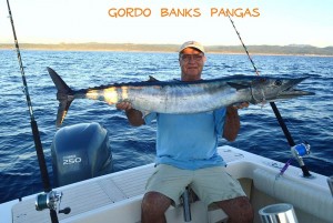 wahoo-gordo-banks-loscabos