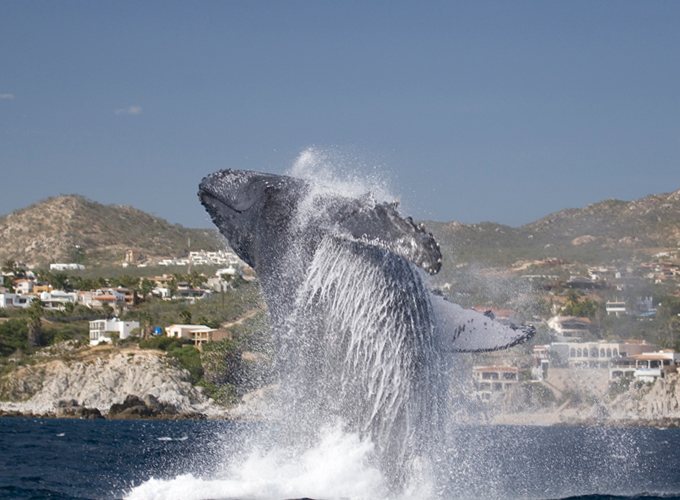 Once More unto the Breach: A Preview of Whale Watching Season in Los Cabos