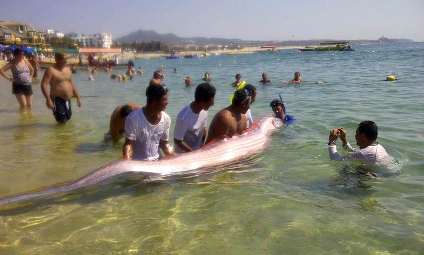 oar-fish-in-cabo-bay-oct-10-2012