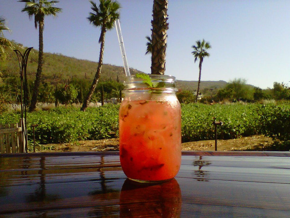 Tropical Mixology: The Best Cocktails in Los Cabos