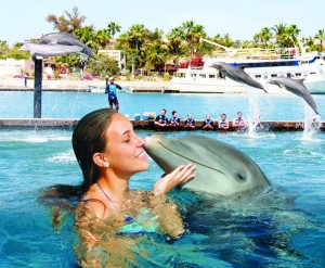 Dolphin Discovery