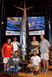 Blue Marlin, 684 pounds caught on Bad Medicine in Cabo San Lucas, January 20, 2015.