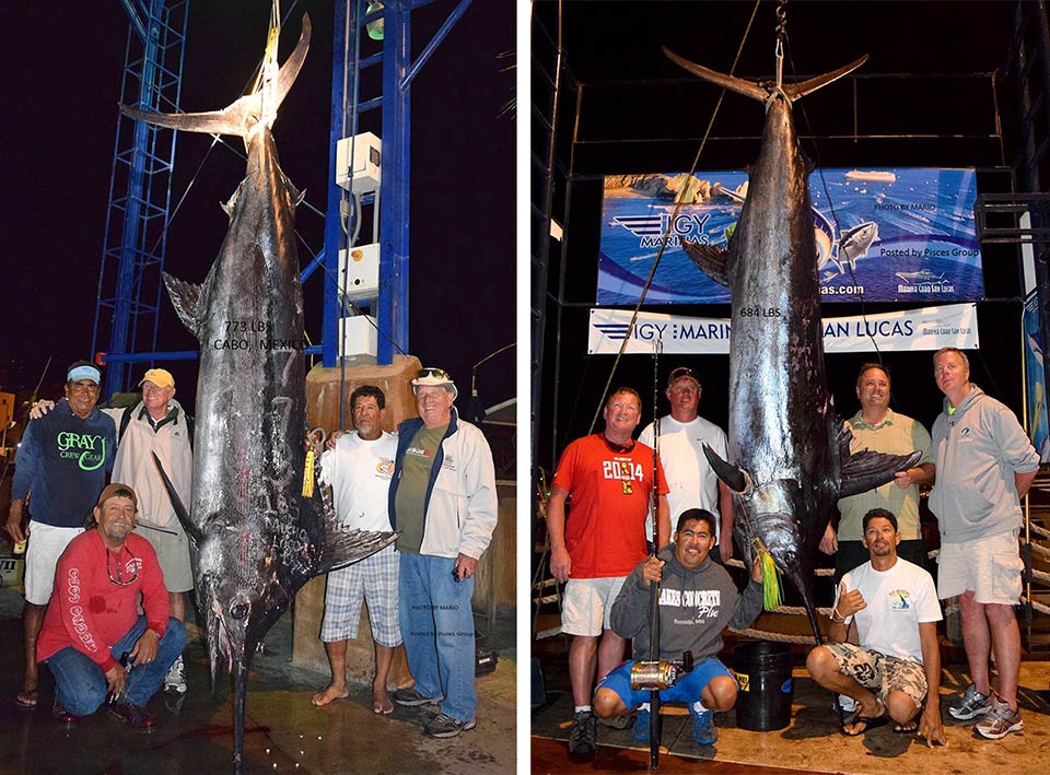 Two Large Blue Marlin Caught in Cabo