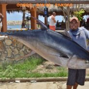 GORDO BANKS PANGAS Fish Report to July 24, 2015