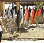 GORDO BANKS PANGAS Fish Report to April 03, 2015
