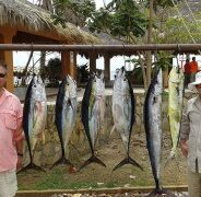 GORDO BANKS PANGAS Fish Report to May 01, 2015