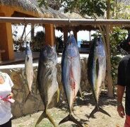GORDO BANKS PANGAS Fish Report to May 08, 2015