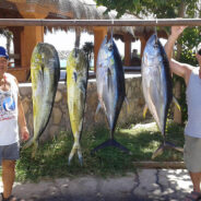 GORDO BANKS PANGAS Fish Report to November 6, 2015