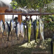 GORDO BANKS PANGAS Fish Report to January 8, 2016