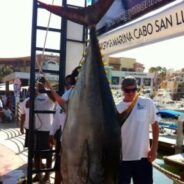 Cabo Fish Report October 16 to October 30, 2015