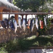 GORDO BANKS PANGAS Fish Report to October 30, 2015