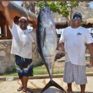 GORDO BANKS PANGAS Fish Report to July 11, 2015