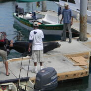 Pancho, the bandit sea lion, gets reprieve