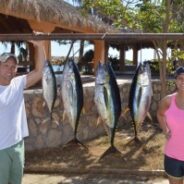 GORDO BANKS PANGAS Fish Report to January 9, 2015