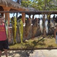 GORDO BANKS PANGAS Fish Report to November 21, 2014