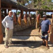 GORDO BANKS PANGAS Fish Report to June 11, 2016
