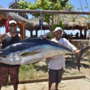 GORDO BANKS PANGAS Fish Report to August 28, 2015