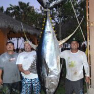 GORDO BANKS PANGAS Fish Report to September 12, 2014