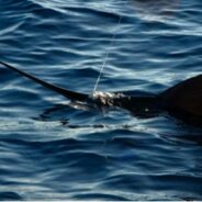 PISCES WEEKLY FISH REPORT December 12th TO  December 18th, 2015