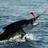 PISCES WEEKLY FISH REPORT MAY 23rd TO 28th, 2015