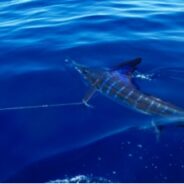 PISCES WEEKLY FISH REPORT JUNE 06th TO 12th, 2015