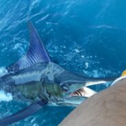 PISCES WEEKLY FISH REPORT MAY 2dn To 8th, 2015