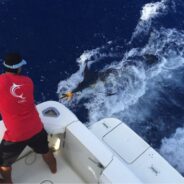 PISCES WEEKLY FISH REPORT August 1st TO 14th, 2015