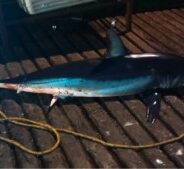 PISCES WEEKLY FISH REPORT MARCH 04th TO APRIL 17th, 2015
