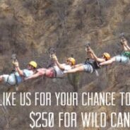 Win $250 Credit for Wild Canyon!