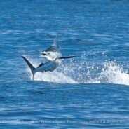 Cabo Fish Reports