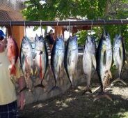 GORDO BANKS PANGAS Fish Report to December 17th, 2016