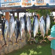 Gordo Banks Pangas Fish Report December 21