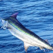 PISCES WEEKLY FISH REPORT AUGUST 2ND to 8th, 2014