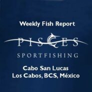 Pisces Fish Report September 14 to 20, 2013